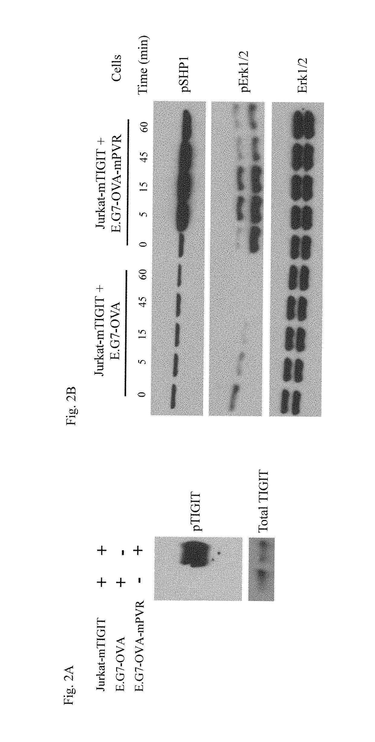 Tight-binding agents and uses thereof