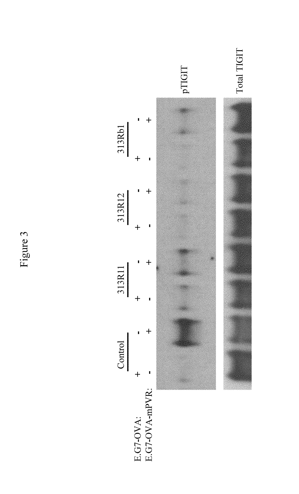 Tight-binding agents and uses thereof