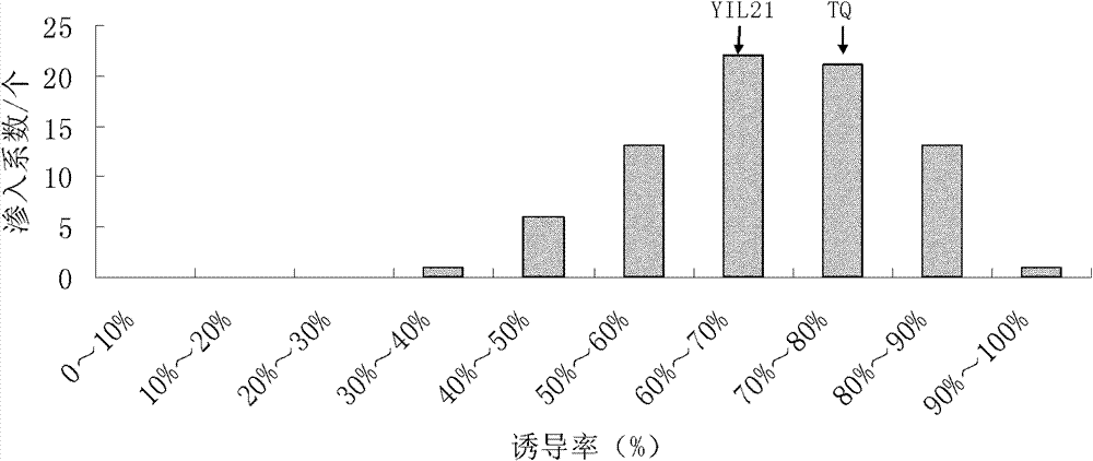 Method for identifying plant introgression line with high tissue culture ability