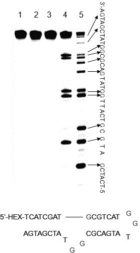 Method for detecting guanines in non double-chain region in nucleic acid