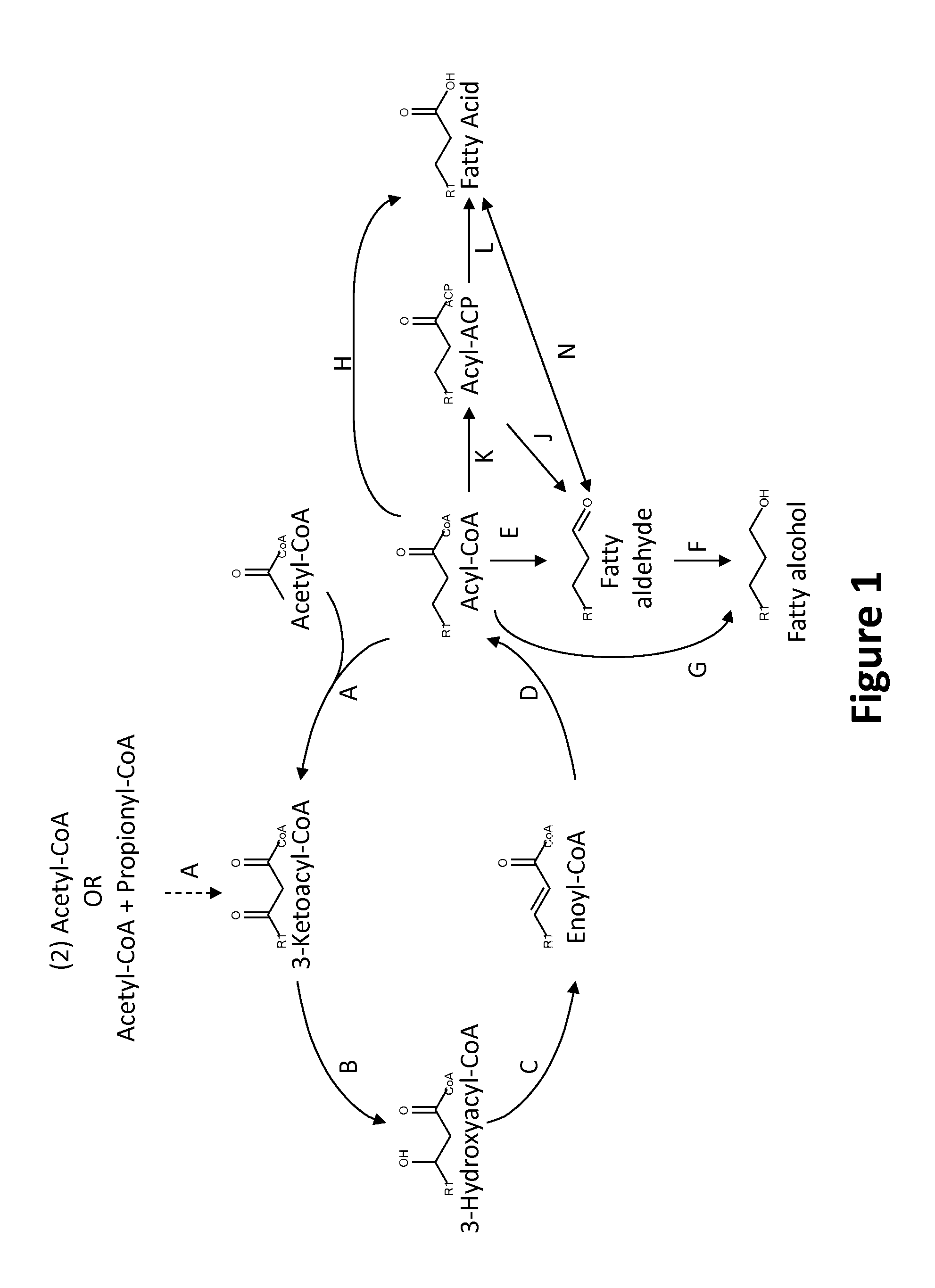 Microorganisms and methods for production of specific length fatty alcohols and related compounds