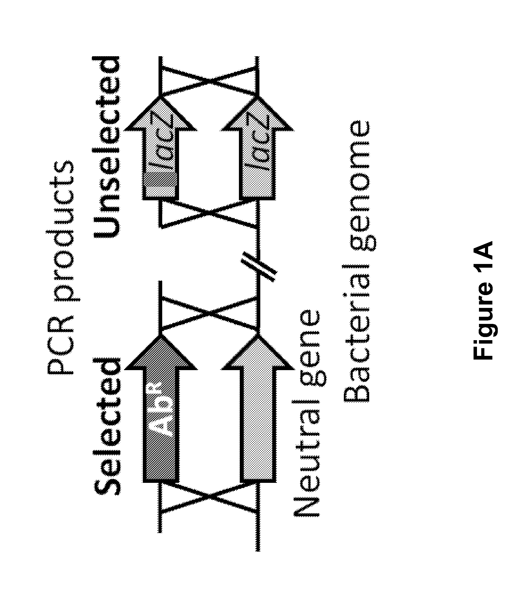 Methods and apparatus for transformation of naturally competent cells