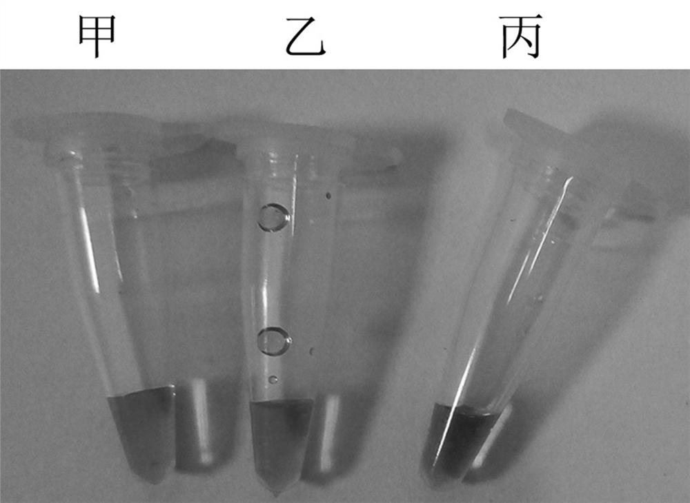 A set of primers for detection of influenza C virus lamp and its application