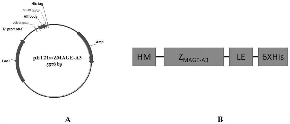 Polypeptide with binding affinity to human melanoma antigen A3 protein and use of polypeptide