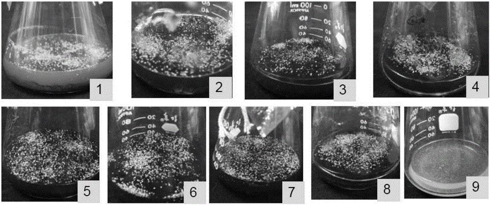 Tissue culture and rapid propagation method for paphiopedilum dianthum