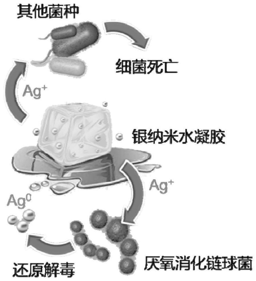 Silver nano hydrogel for regulating flora to activate immune response and preparation method and application thereof