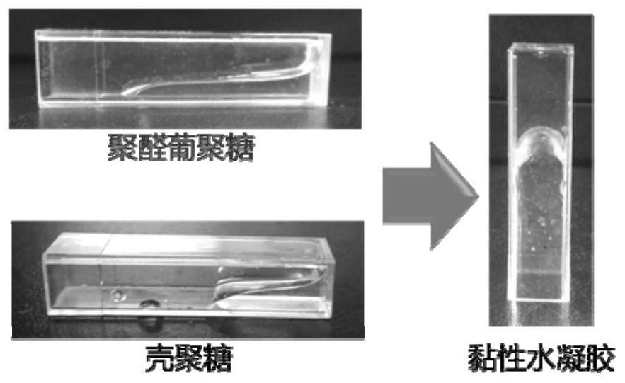 Silver nano hydrogel for regulating flora to activate immune response and preparation method and application thereof