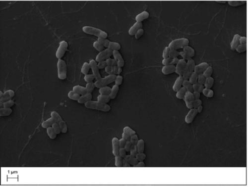 Enterobacter mori and application thereof in degrading tahiamethoxam ...