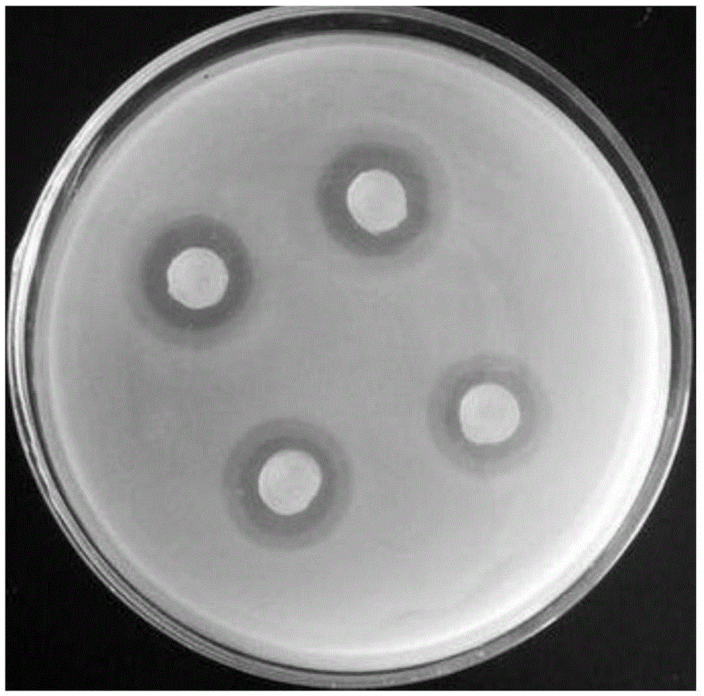 High-activity aminoacetylase clavulanate streptomyces clavuligerus strain and use thereof