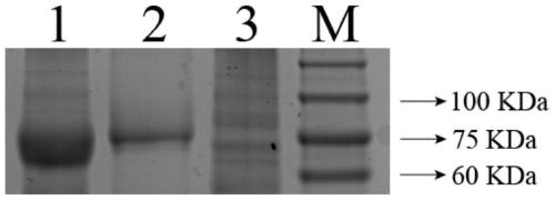 In-vitro expression method for pear PMEI (pectin mthylesterase inhibitor) protein, and application of pear PMEI