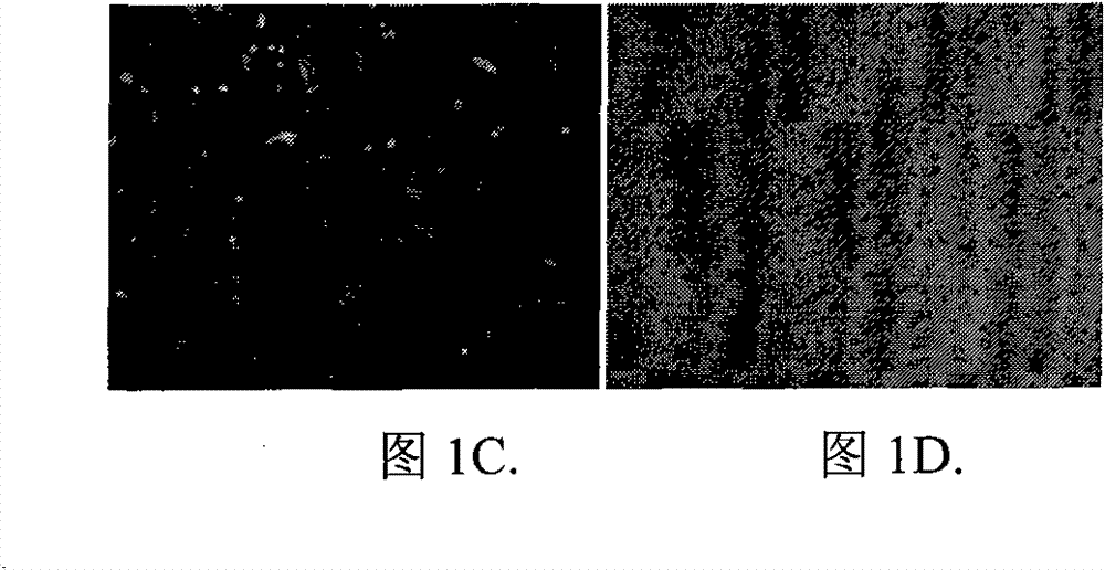 Transcriptional control DNA in vitro transcription