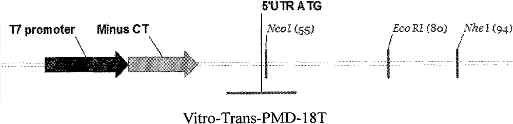 Transcriptional control DNA in vitro transcription