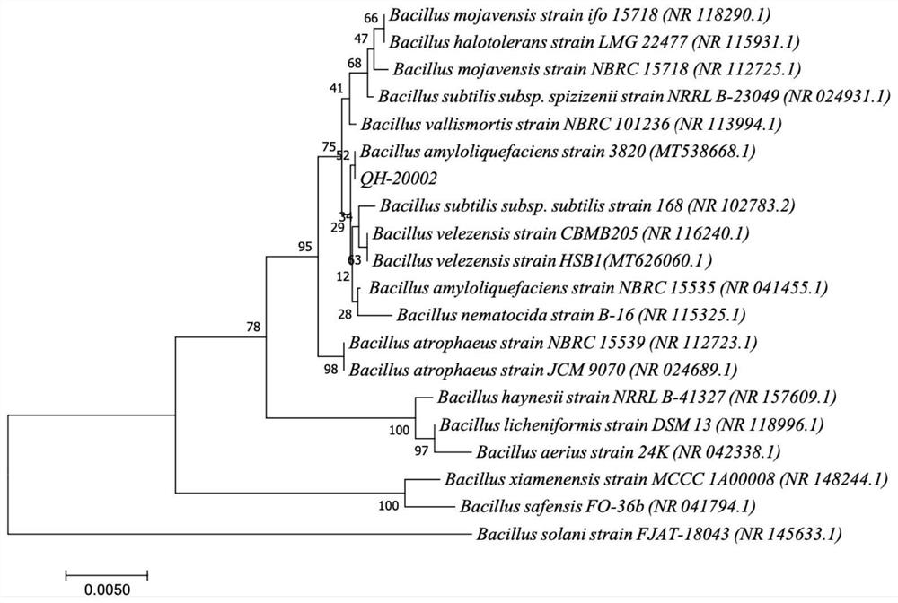 Bacillus amyloliquefaciens and application thereof in solid-state fermentation vinegar brewing