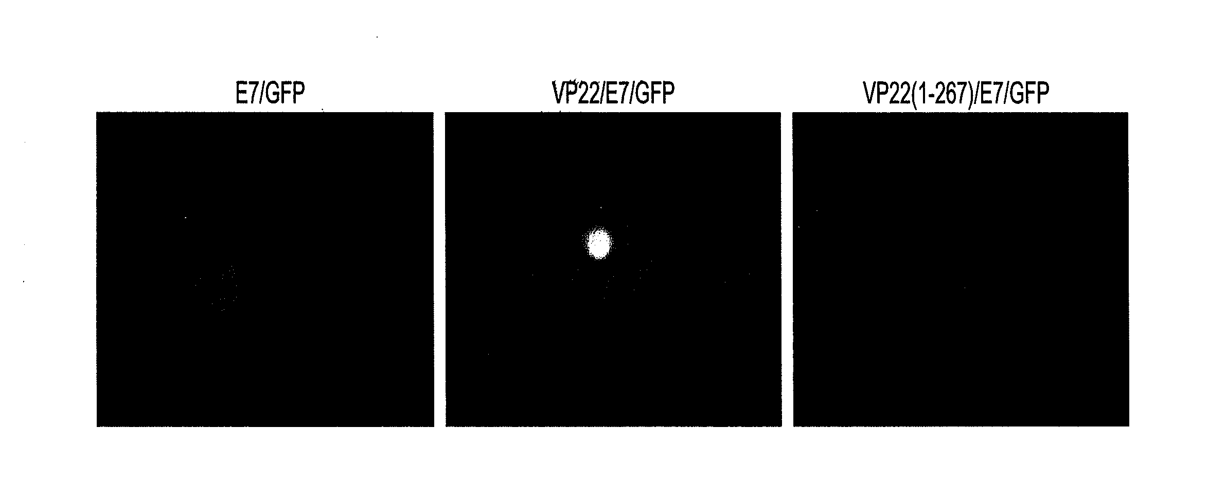 Molecular vaccine linking intercellular spreading protein to an antigen