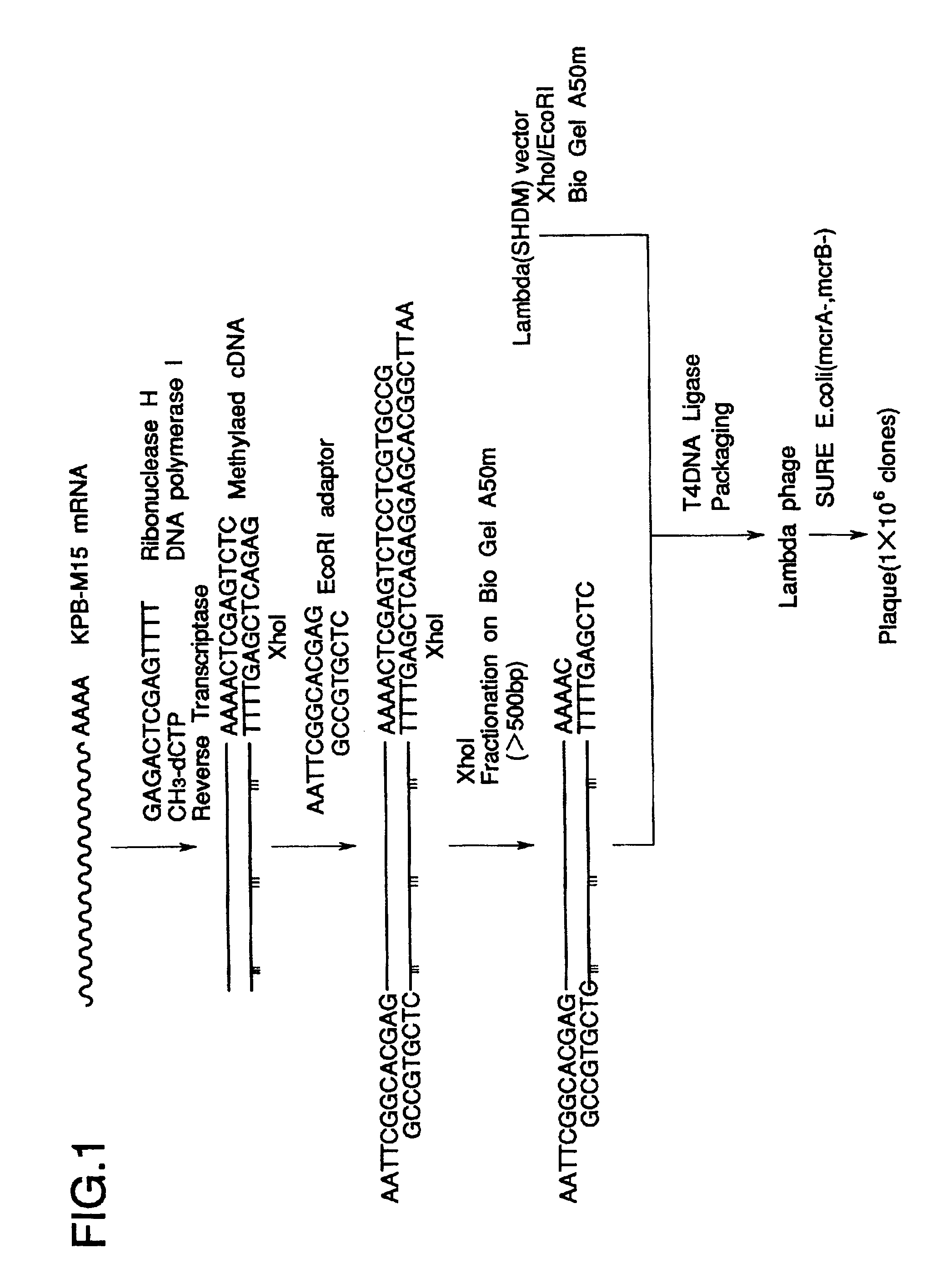 Hematopoietic stem cell growth factor (SCGF)