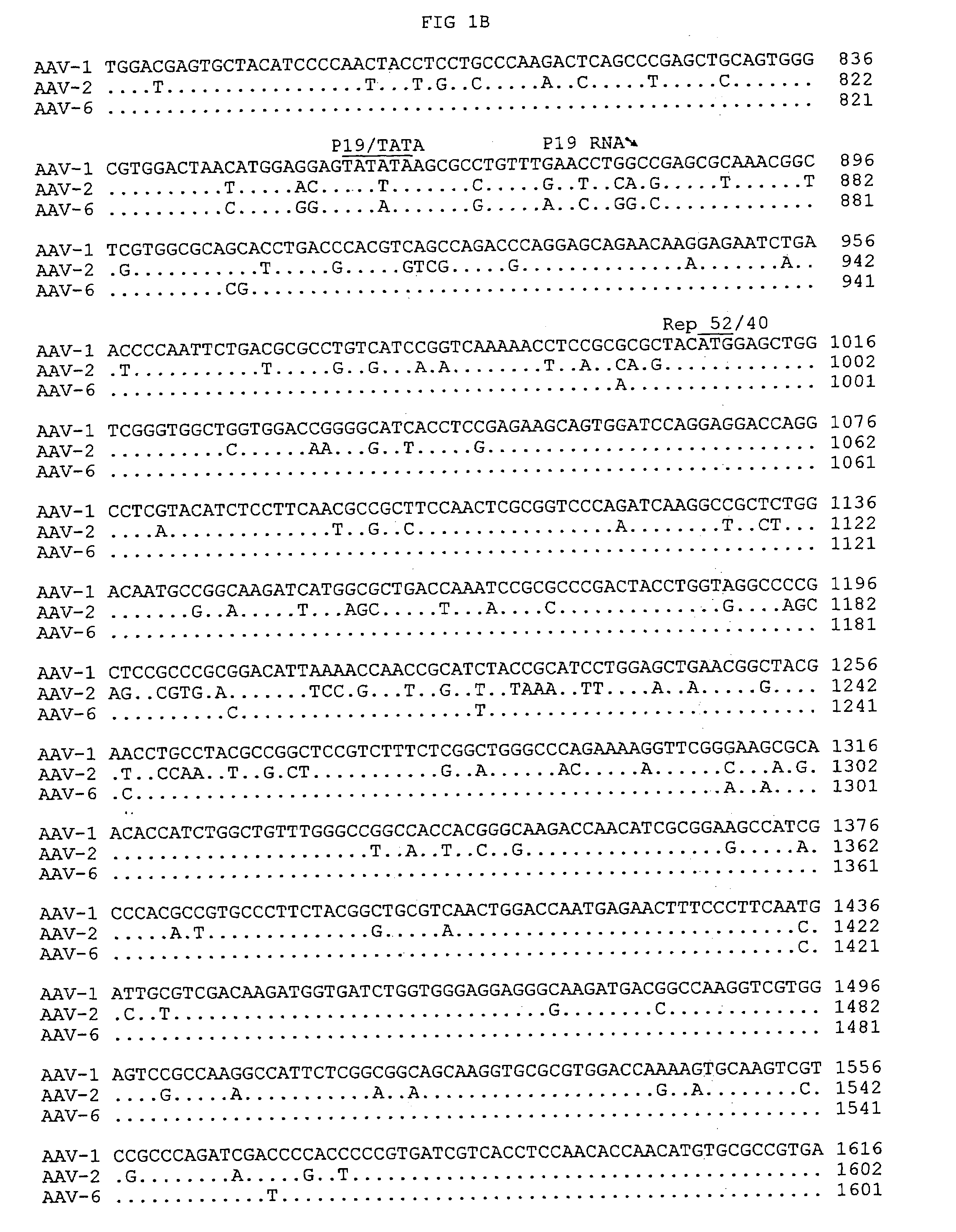 Adeno-associated virus serotype 1 nucleic acid sequences, vectors and host cells containing same