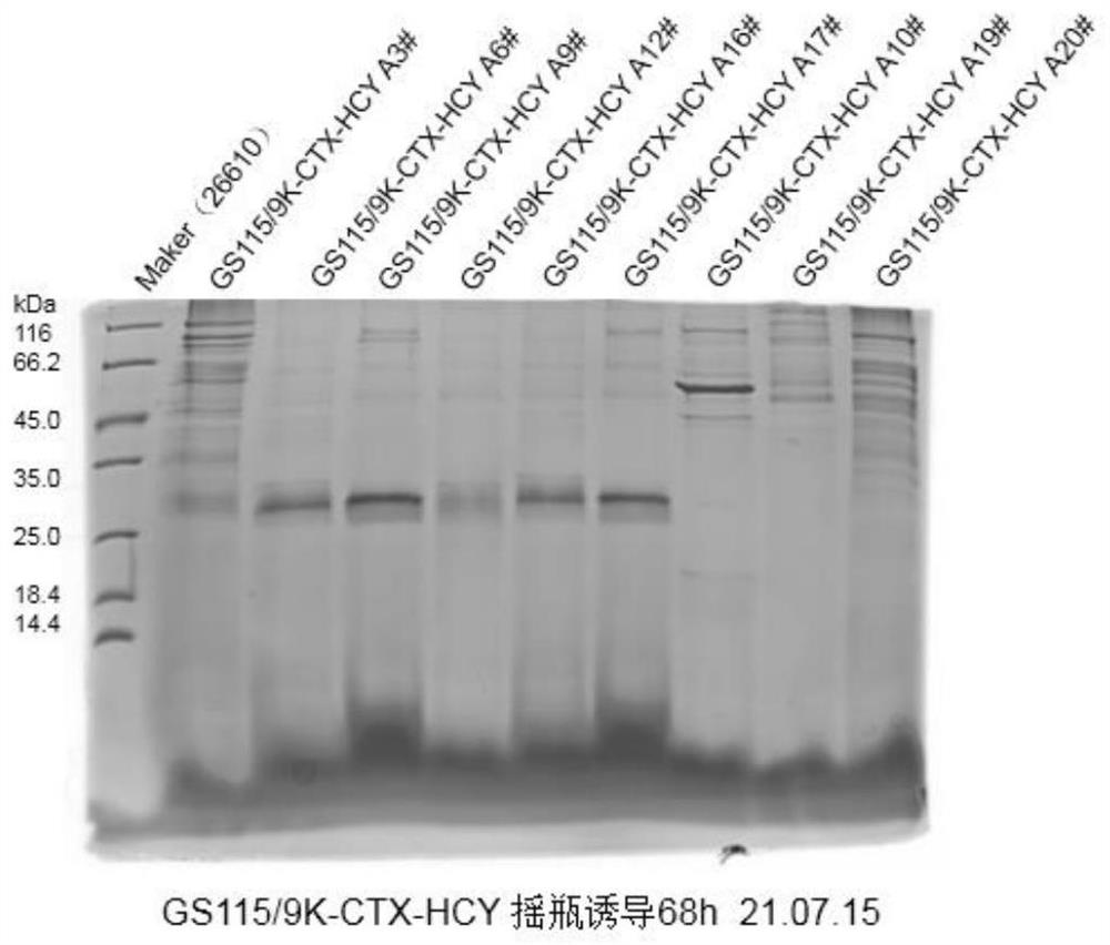 Conotoxin and collagen fusion protein as well as preparation method and application thereof