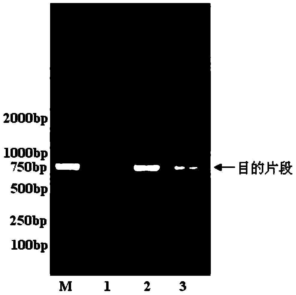 A kind of dace dna barcode standard detection gene and its application