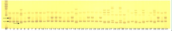 Citrus breed standard DNA fingerprint spectrum library and constructing method thereof