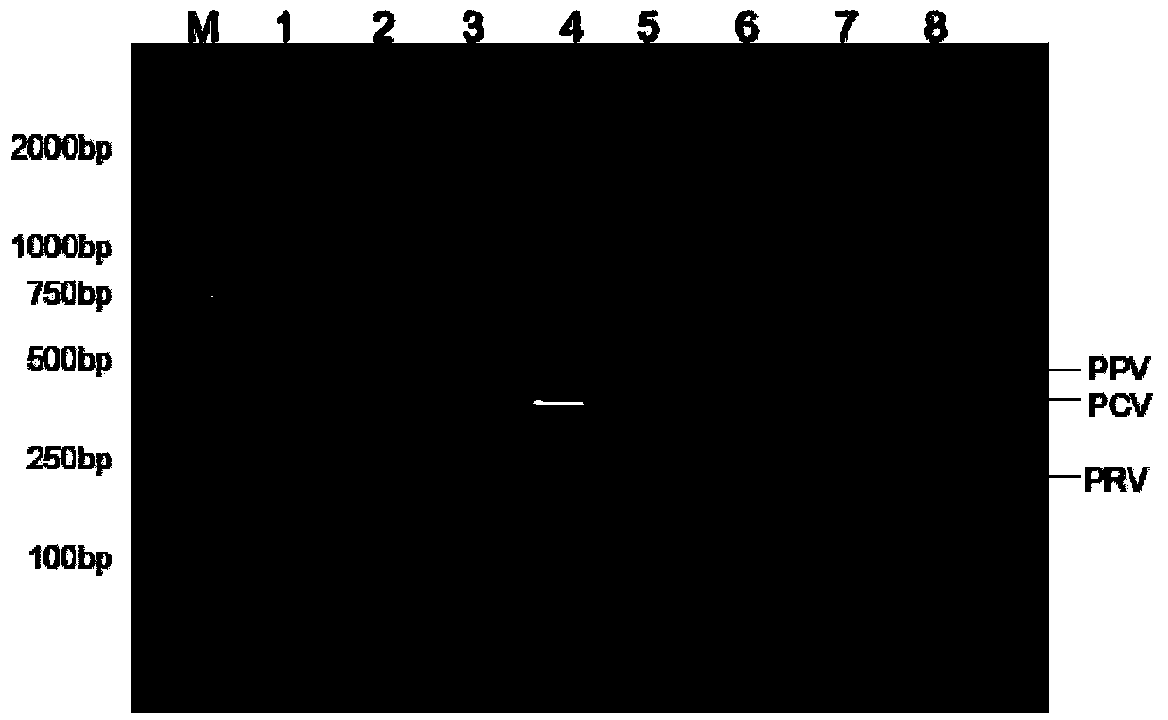 Common primer nucleic acid amplification method for detecting three pig viruses synchronously and kit