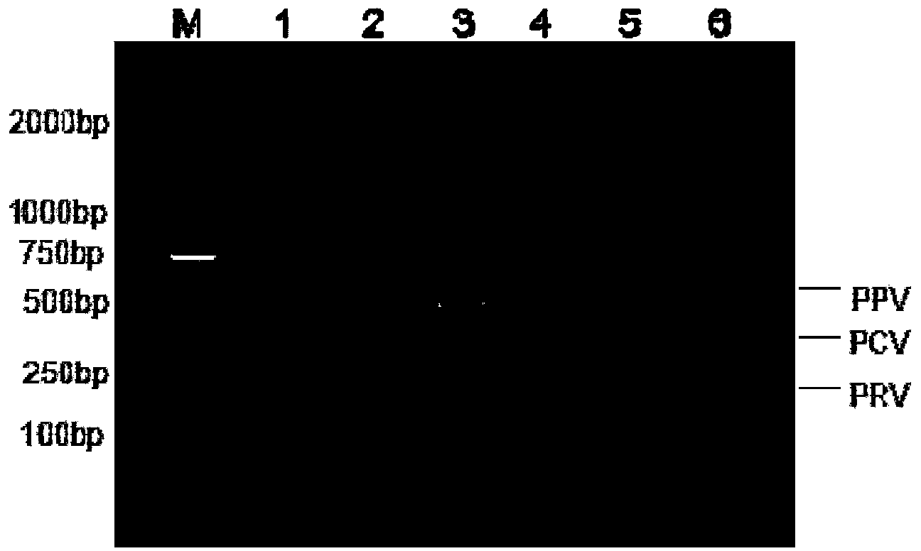 Common primer nucleic acid amplification method for detecting three pig viruses synchronously and kit