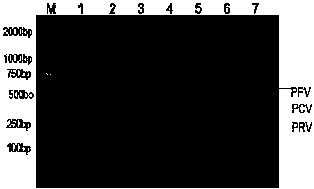 Common primer nucleic acid amplification method for detecting three pig viruses synchronously and kit