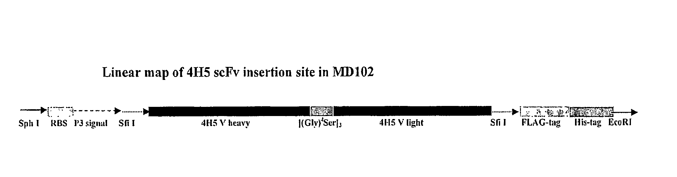 Affinity optimized epha2 agonistic antibodies and methods of use thereof