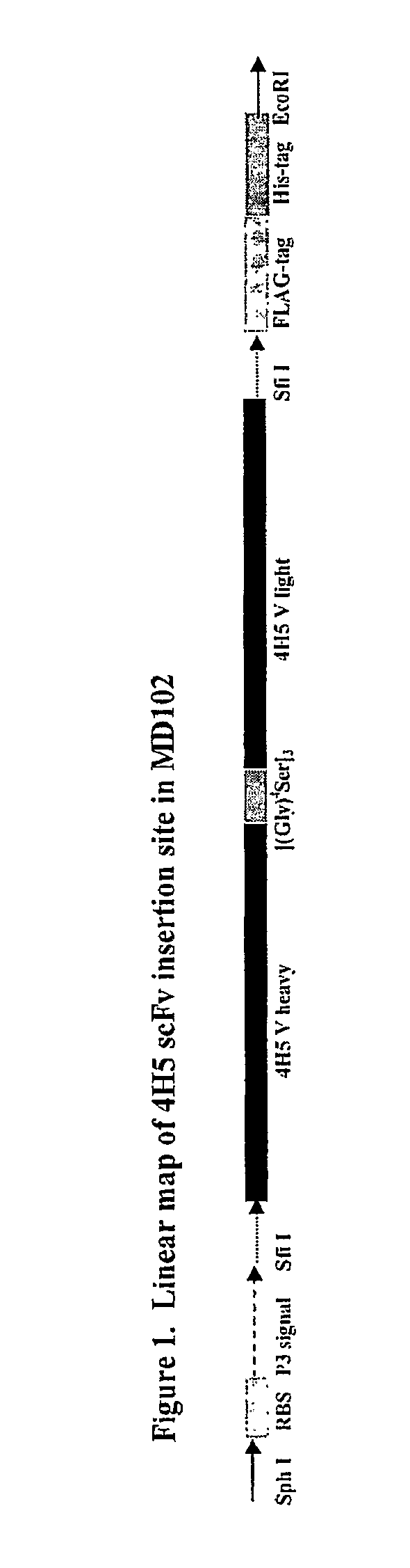 Affinity optimized epha2 agonistic antibodies and methods of use thereof