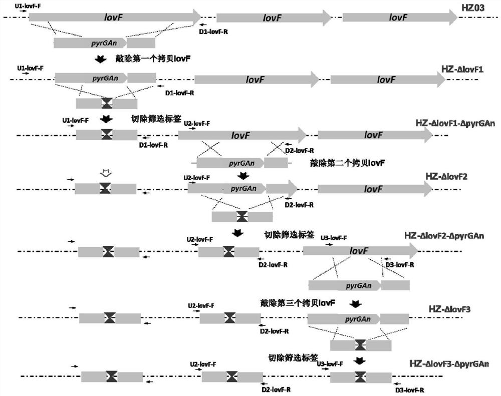 A kind of Aspergillus producing monacolin j and its construction method and application