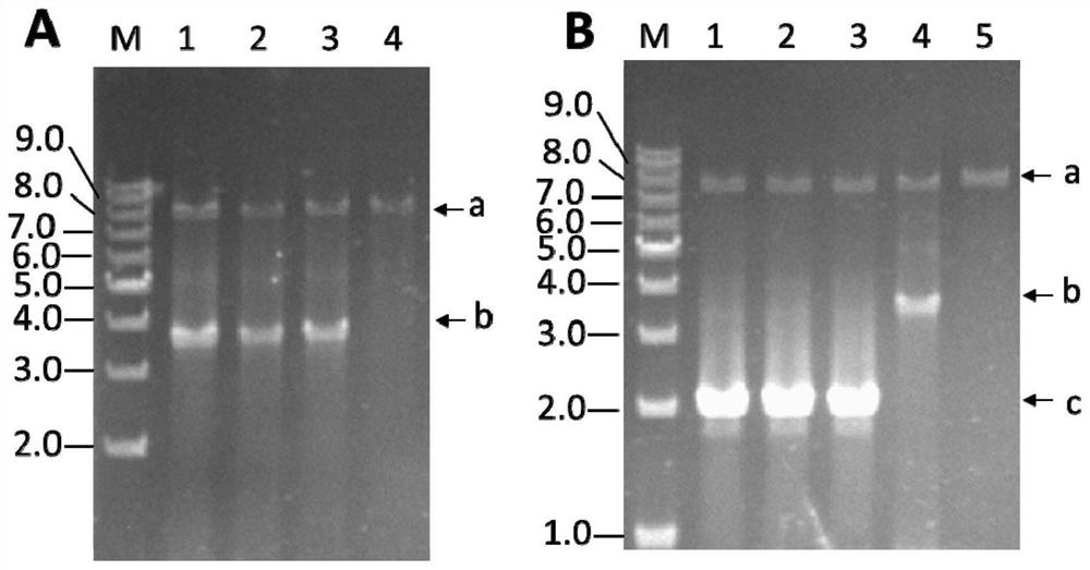 A kind of Aspergillus producing monacolin j and its construction method and application