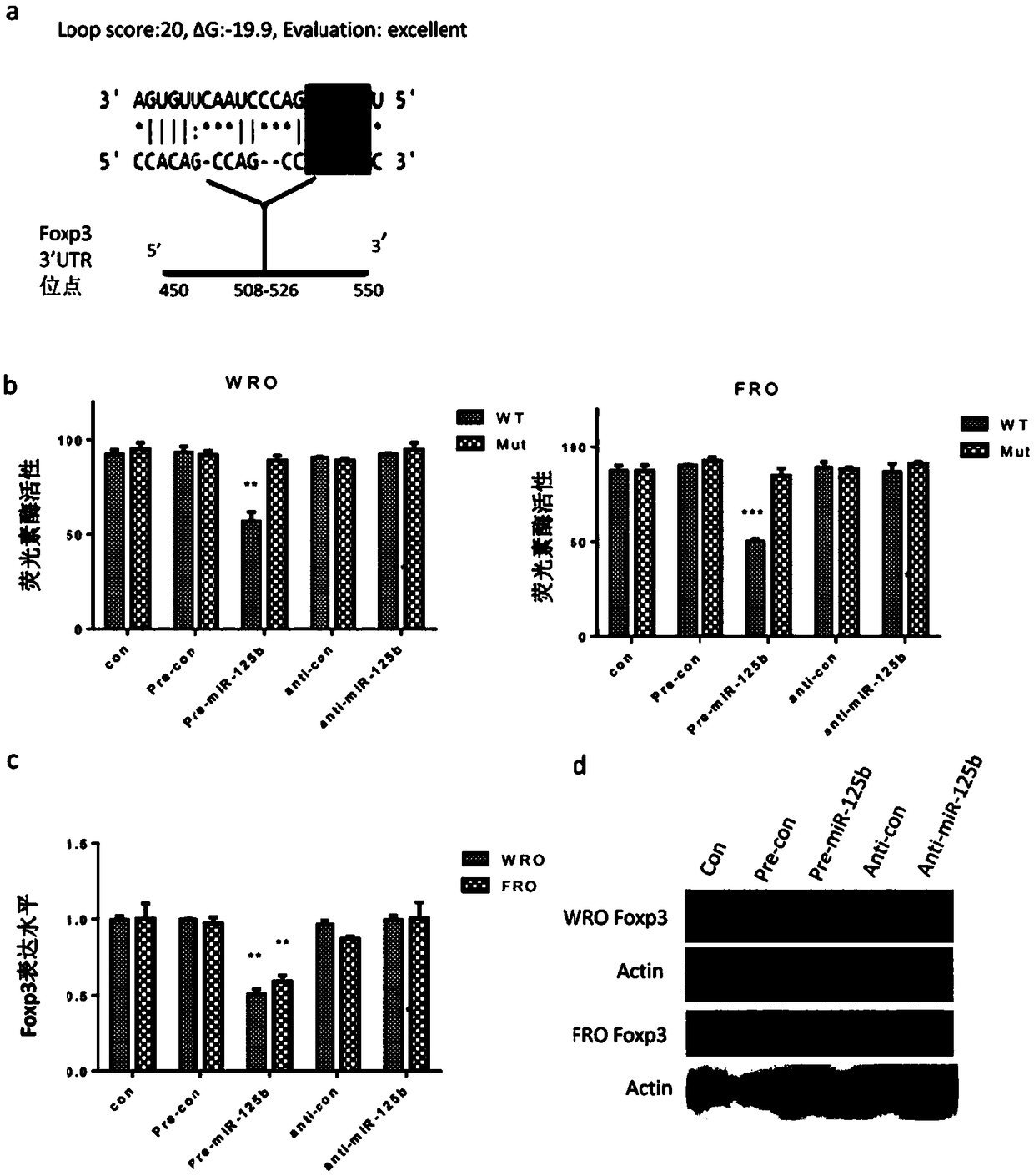 Application of miR-125b and chemotherapeutic agent in preparation of drug for treating thyroid cancer