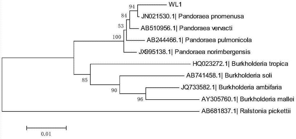 Bacterial strain for degradation of p-xylene and culture method and application thereof