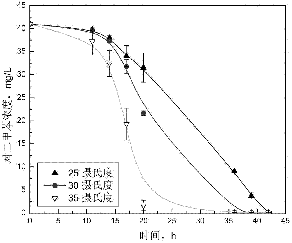 Bacterial strain for degradation of p-xylene and culture method and application thereof