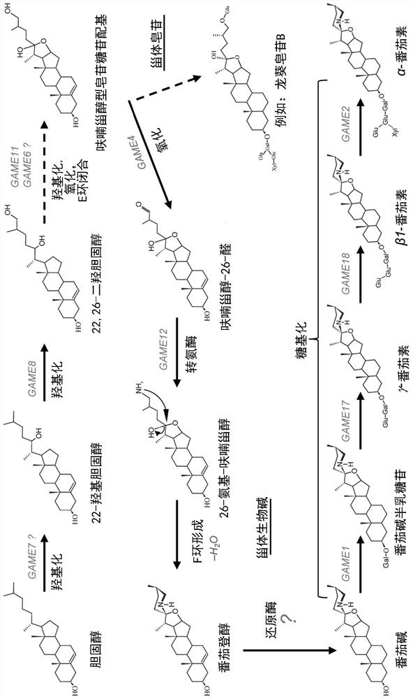 Cellulose-synthase-like enzymes and uses thereof