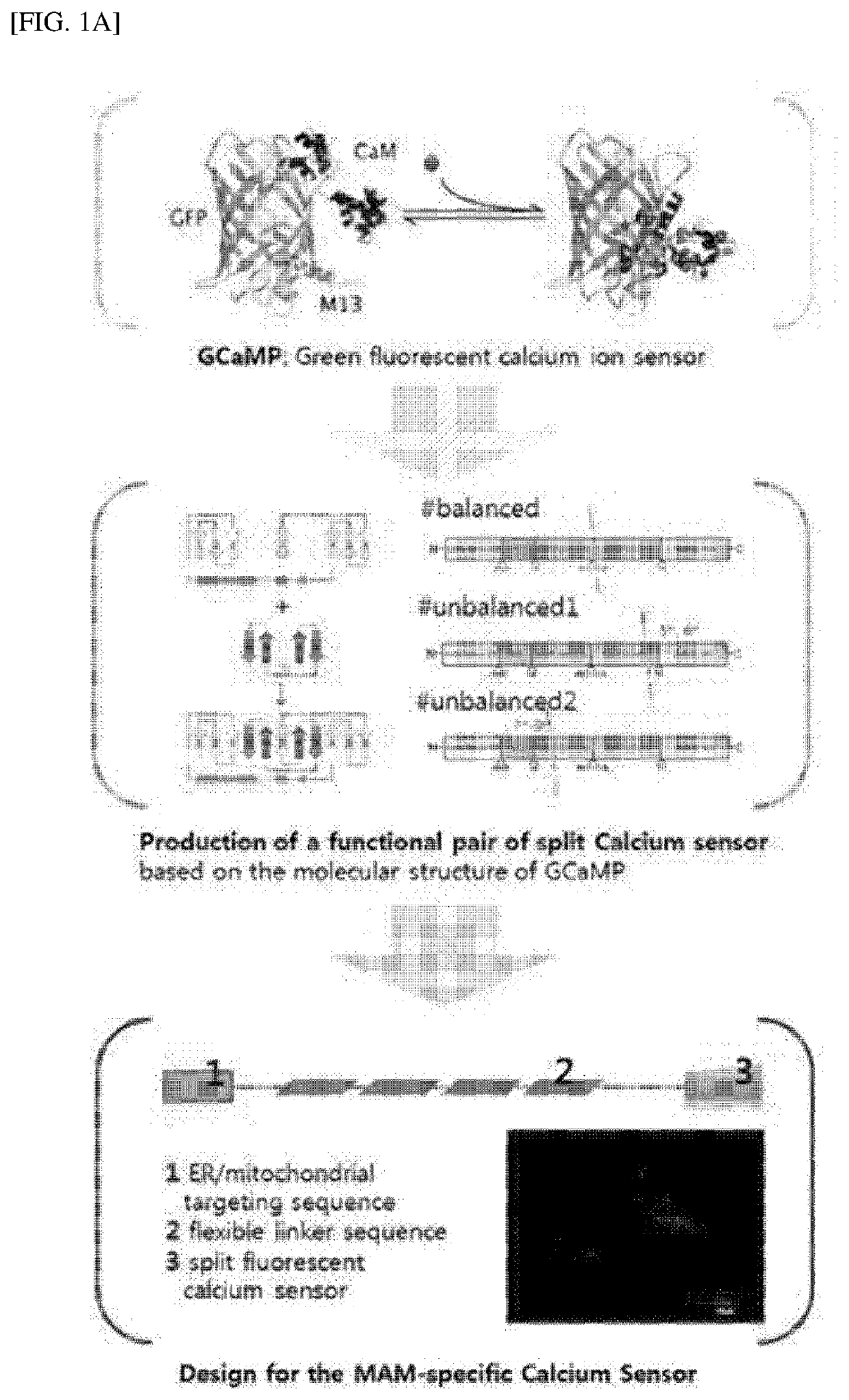 Mam-specific fluorescence calcium sensor and use thereof