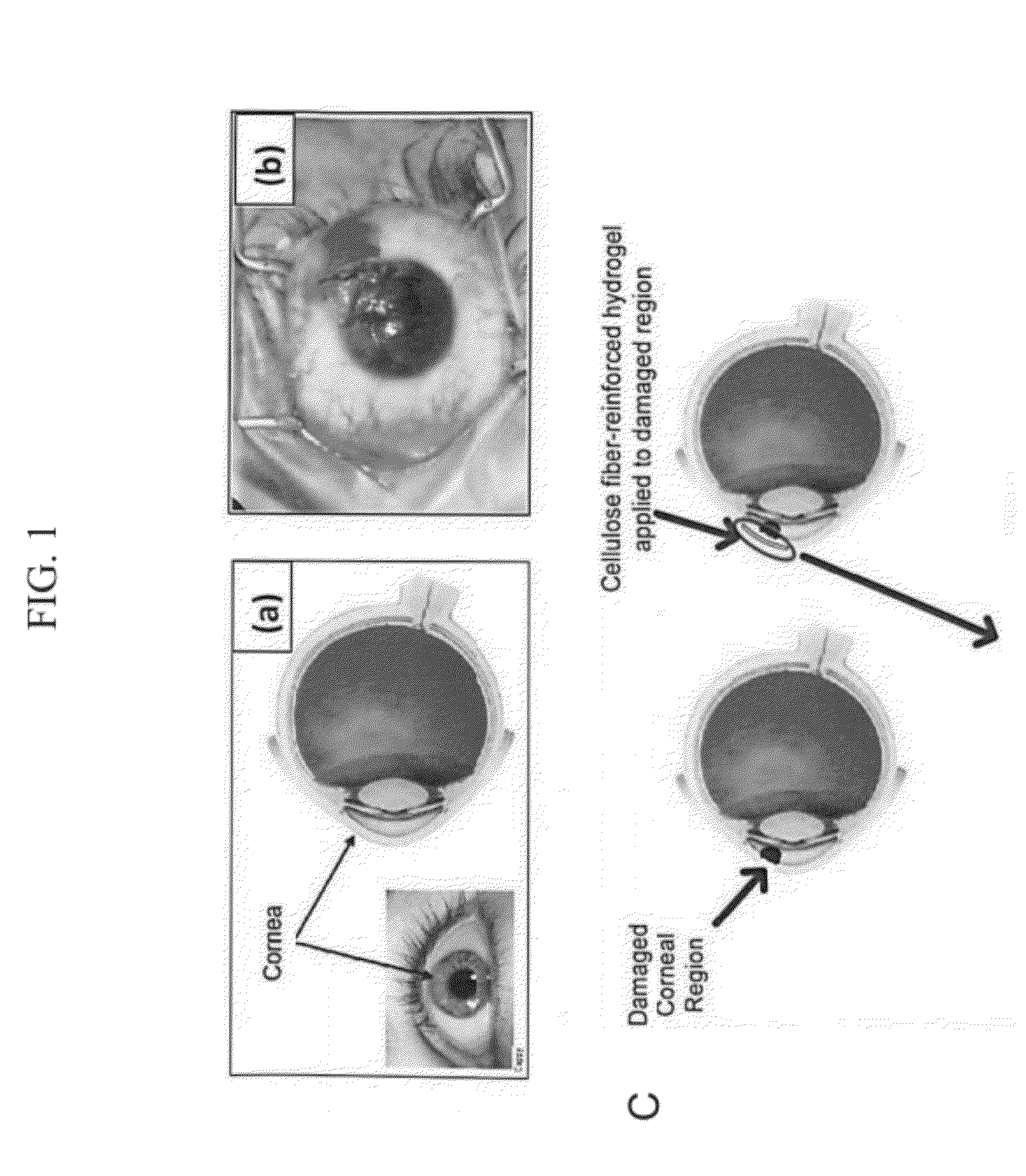 Wound Healing Compositions Comprising Biocompatible Cellulose Hydrogel Membranes and Methods of Use Thereof