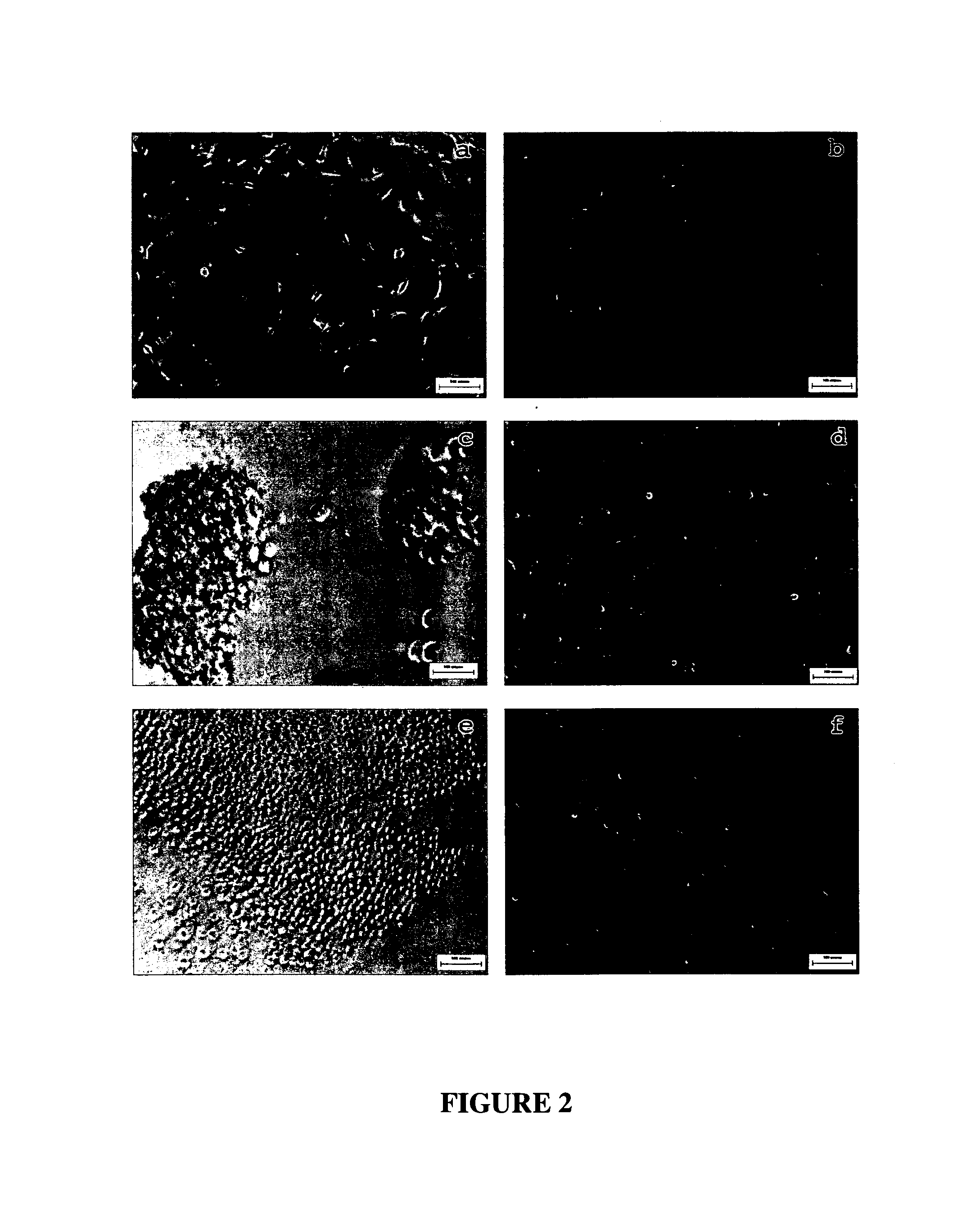 Flavonoid hydrogel