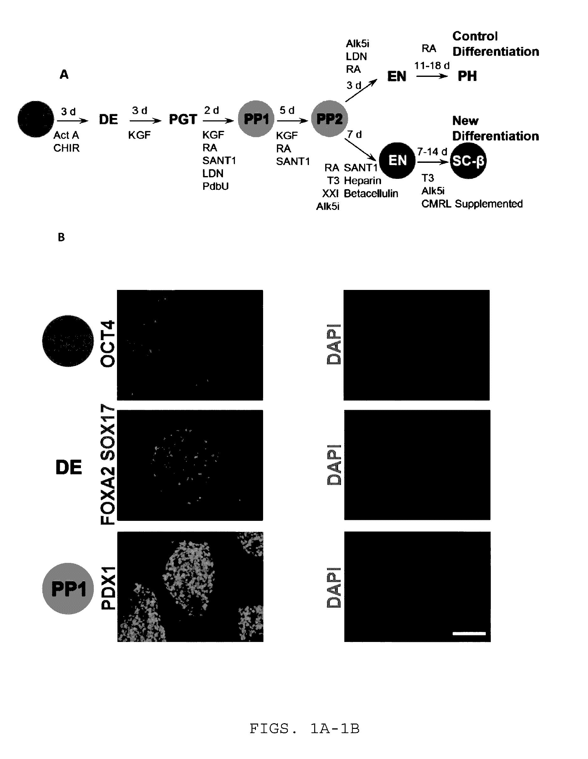 Sc-beta cells and compositions and methods for generating the same