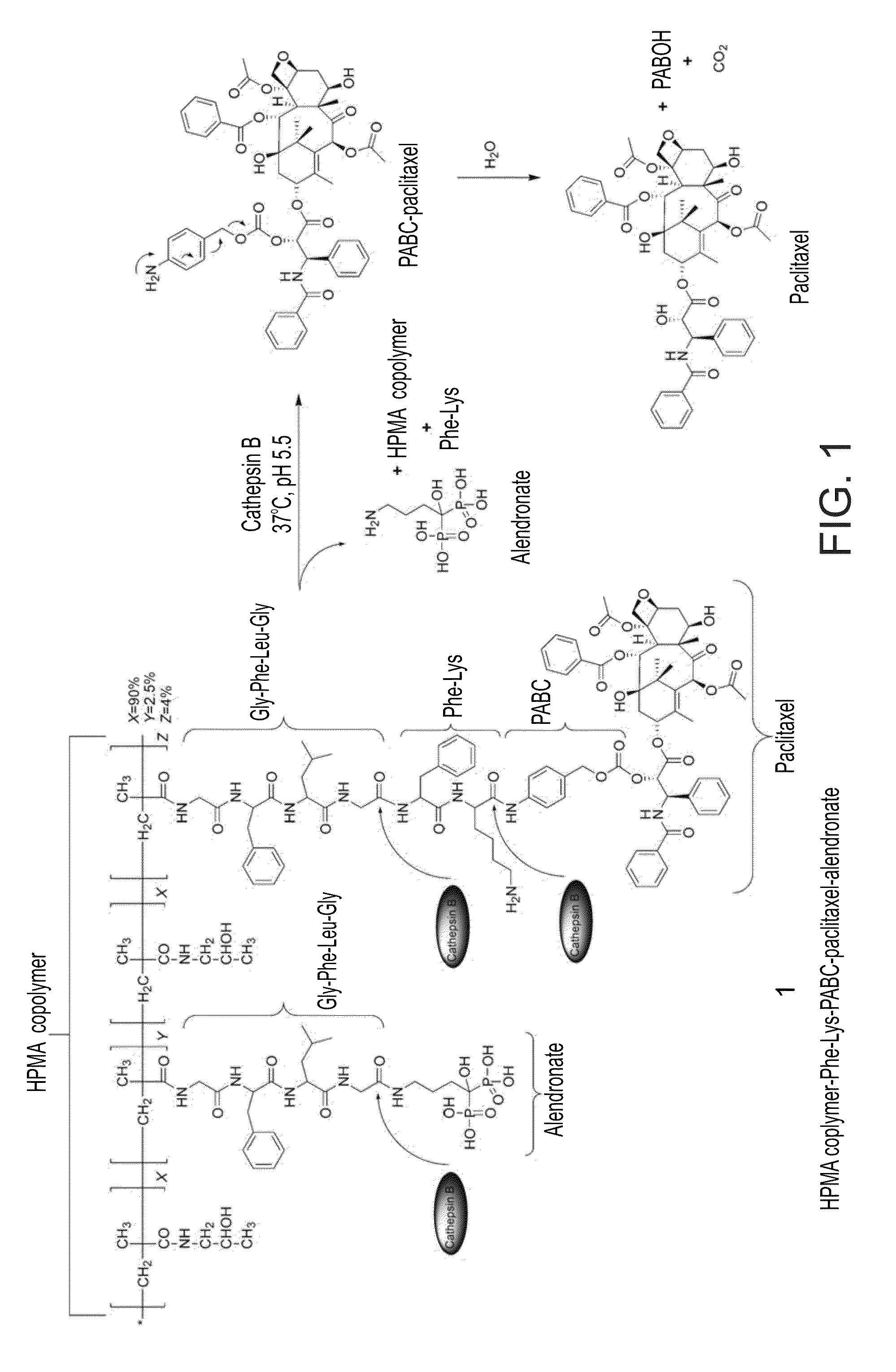 Conjugates of a polymer, a bisphosphonate and an Anti-angiogenesis agent and uses thereof in the treatment and monitoring of bone related diseases