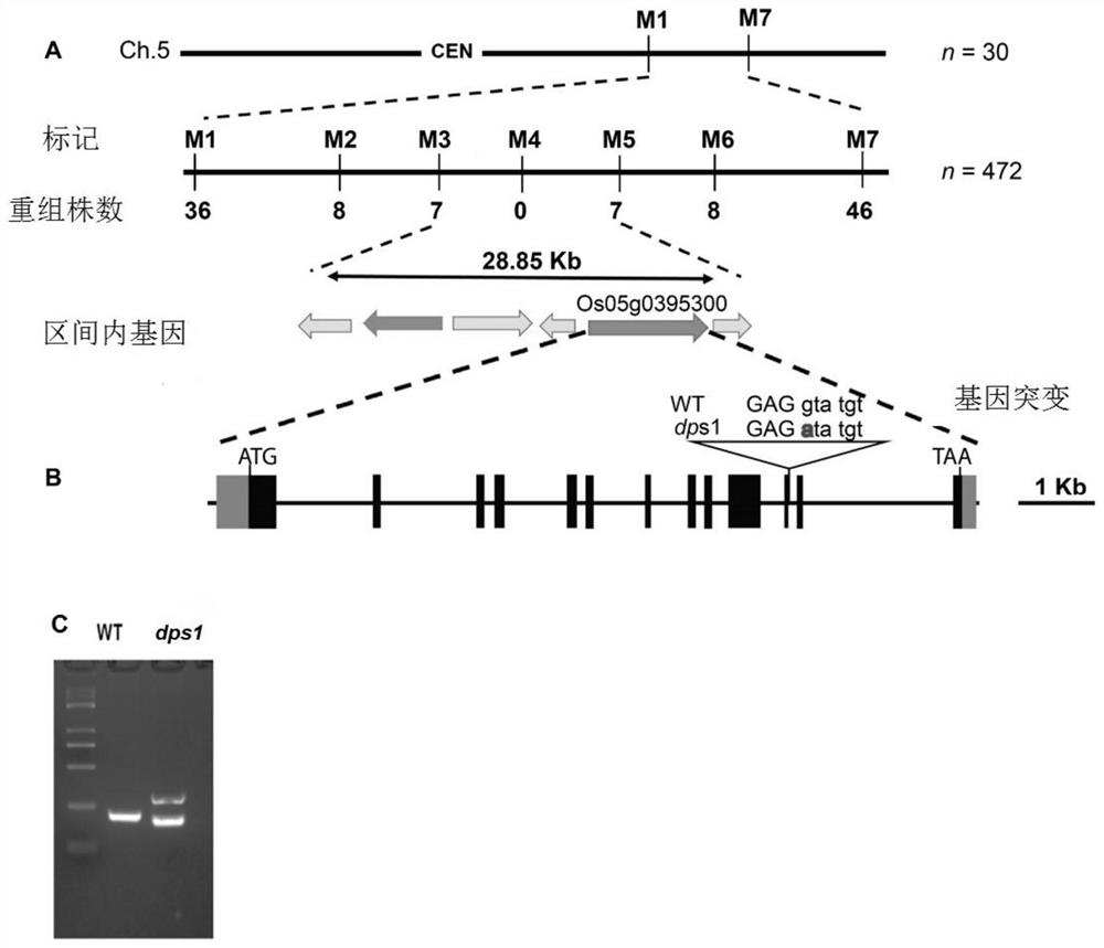 Application of rice dps1 gene and its encoded protein