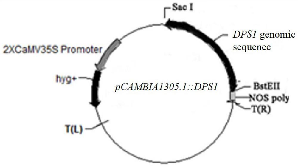 Application of rice dps1 gene and its encoded protein