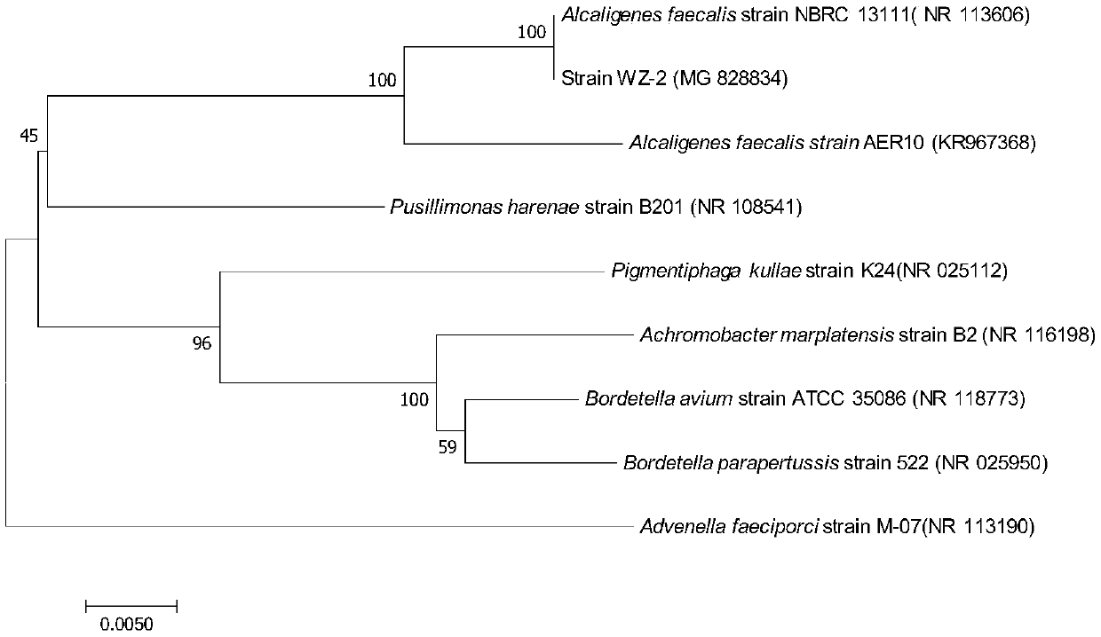 Uses of Alcaligenes faecalis, Alcaligenes faecalis wz-2 and the degradation agent prepared therefrom and use thereof