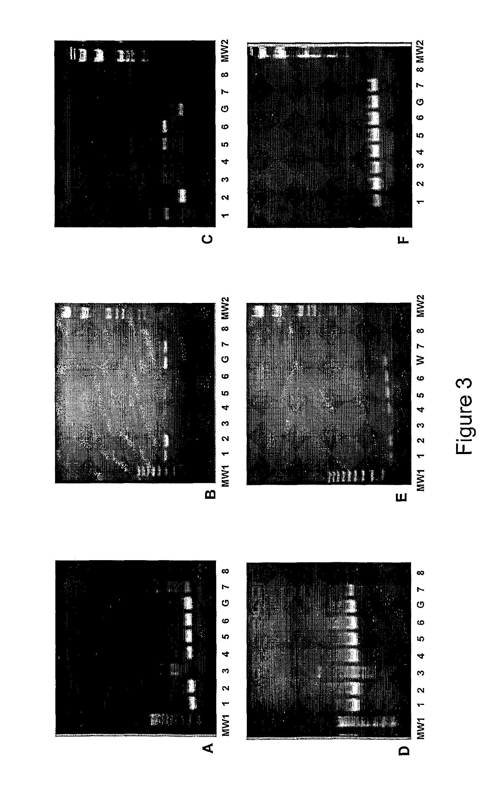 Target genes for strain-specific diagnostic of Ehrlichia ruminantium and use thereof