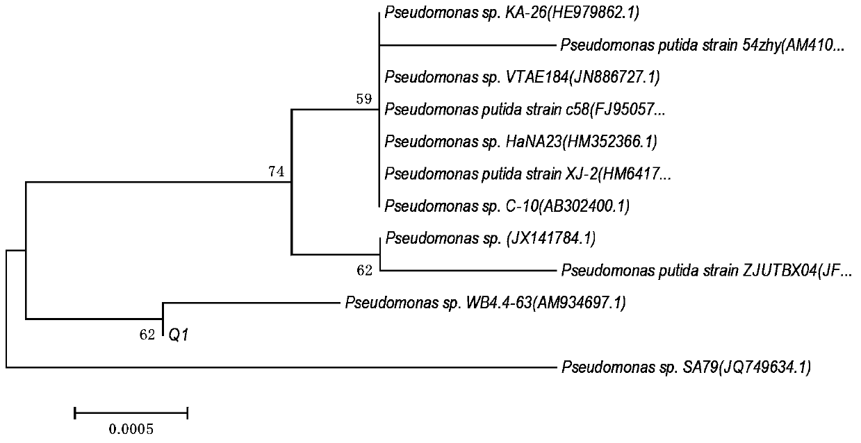 Sphingomonas paucimobilis strain and application thereof