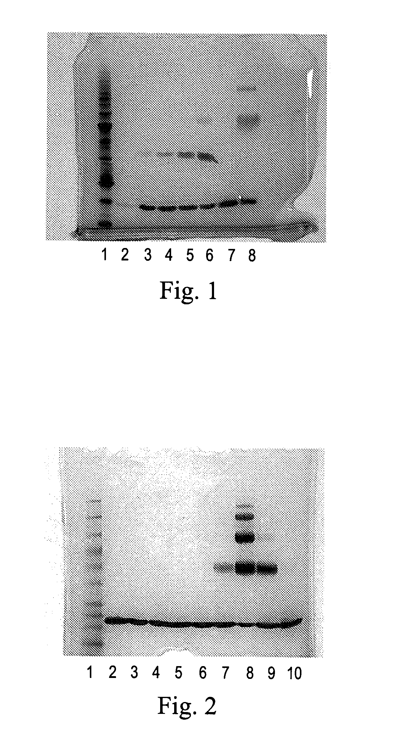 Polymeric Alpha-Hydroxy Aldehyde and Ketone Reagents and Conjugation Method