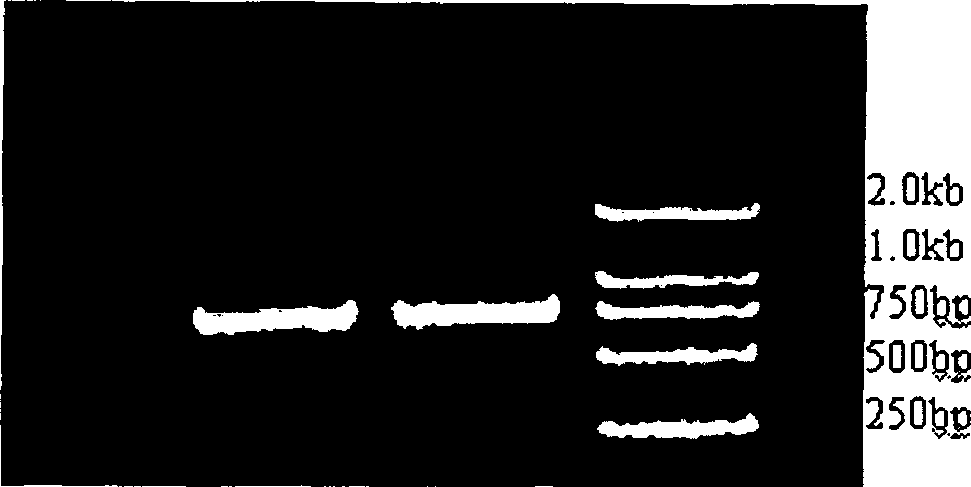 Gene sequence of directivity and differentiation factor 1 fat cell of pigs