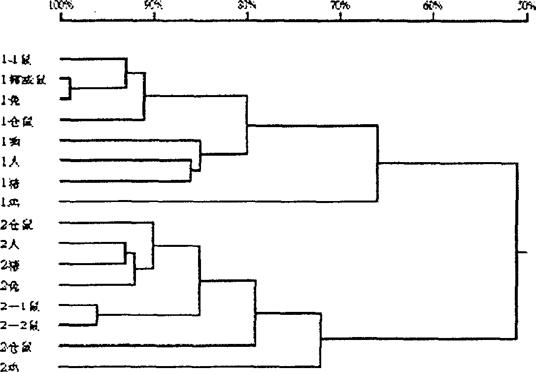 Gene sequence of directivity and differentiation factor 1 fat cell of pigs