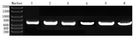 A gene molecular marker, detection method and kit related to yak physique