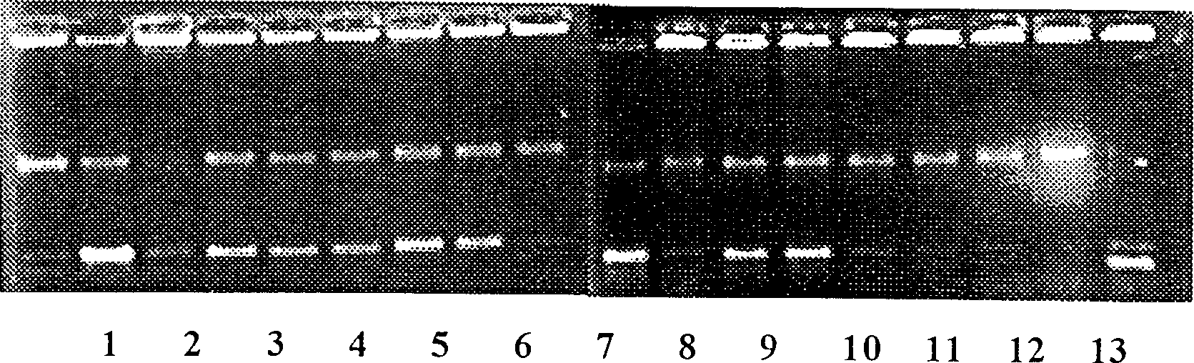 Medicinal composition containing algal protein polyose extract and extraction of algal protein polyose