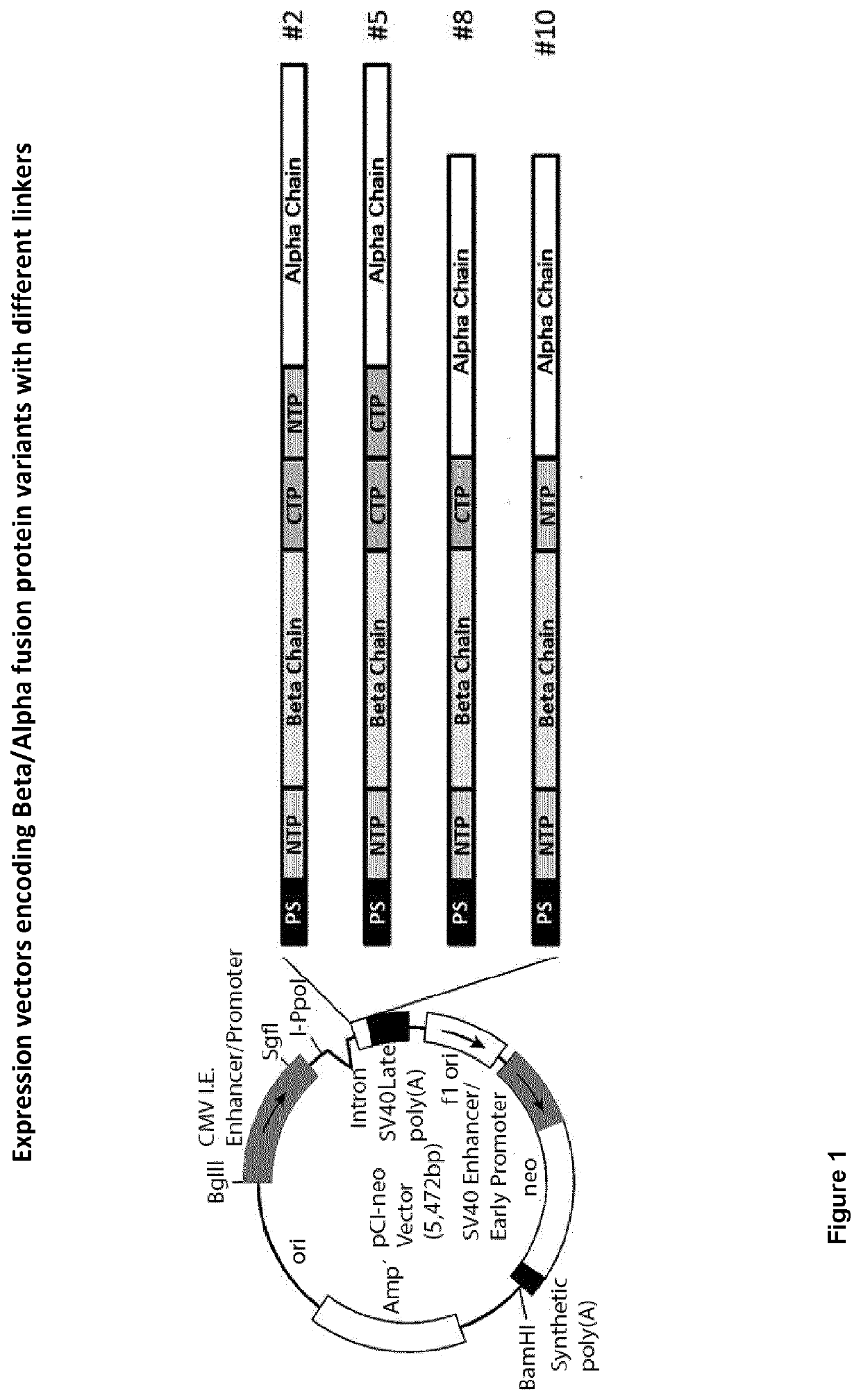 Recombinant Chorionic Gonadotropin, Procedure for Preparation, Pharmaceutical Compositions and Uses of the Same